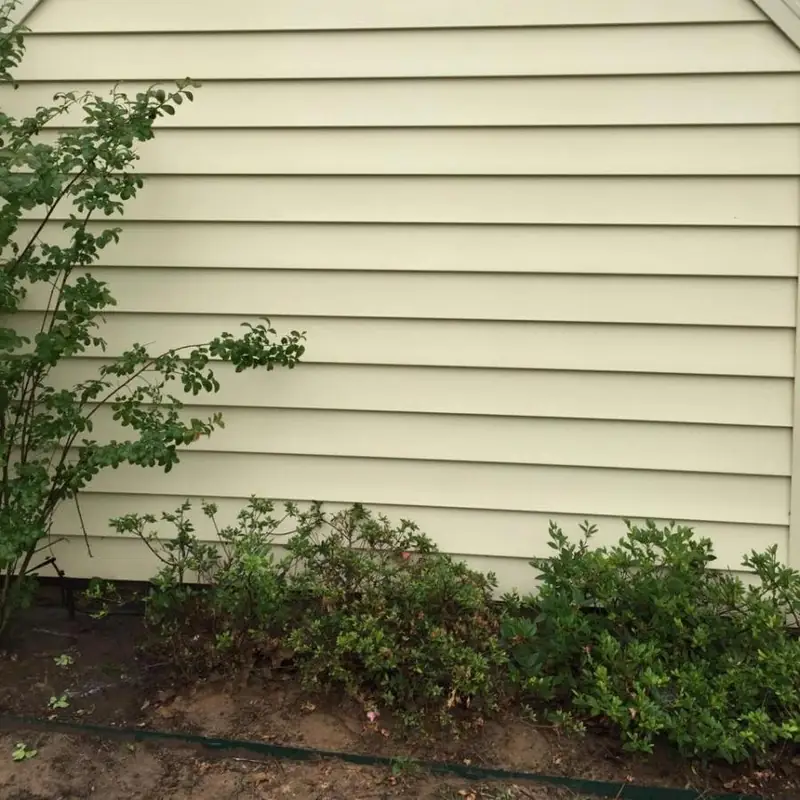 Vinyl siding washed clean above shrubs and a soil bed